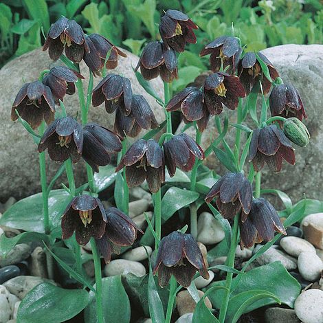 Fritillaria Davisii Van Meuwen