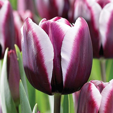 Tulip Fontainebleau Van Meuwen