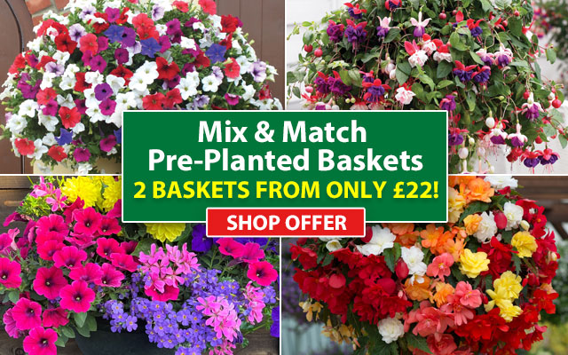 Mix & Match Baskets