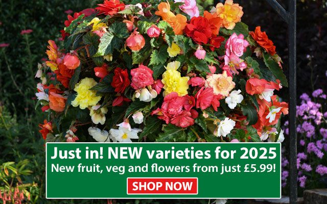 Spring New Varieties