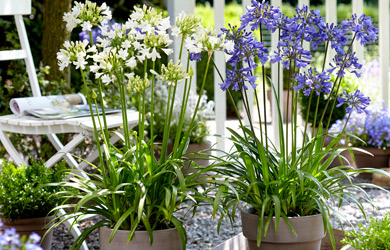 Agapanthus Blue & White Collection