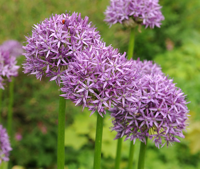 Allium 'Purple Sensation'