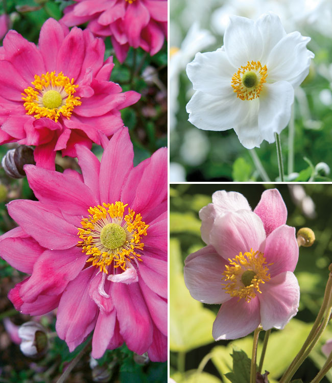 Anemone Trio