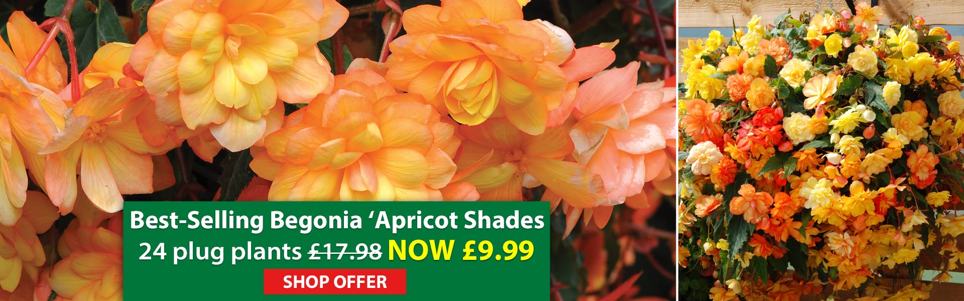 Begonia 'Apricot Shades'