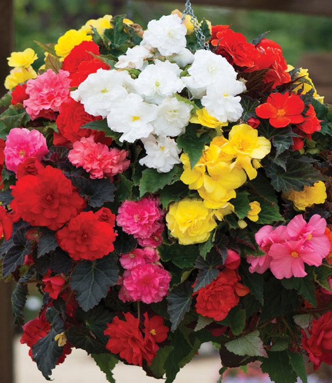 Begonia 'Nonstop Mixed'