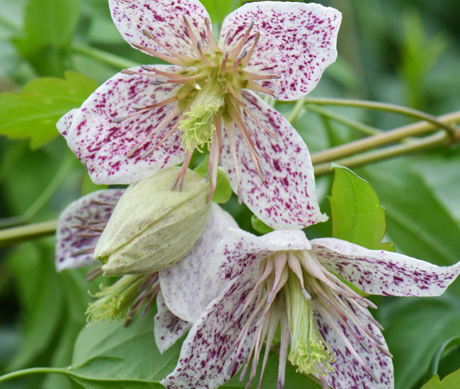 Clematis 'Advent Bells'