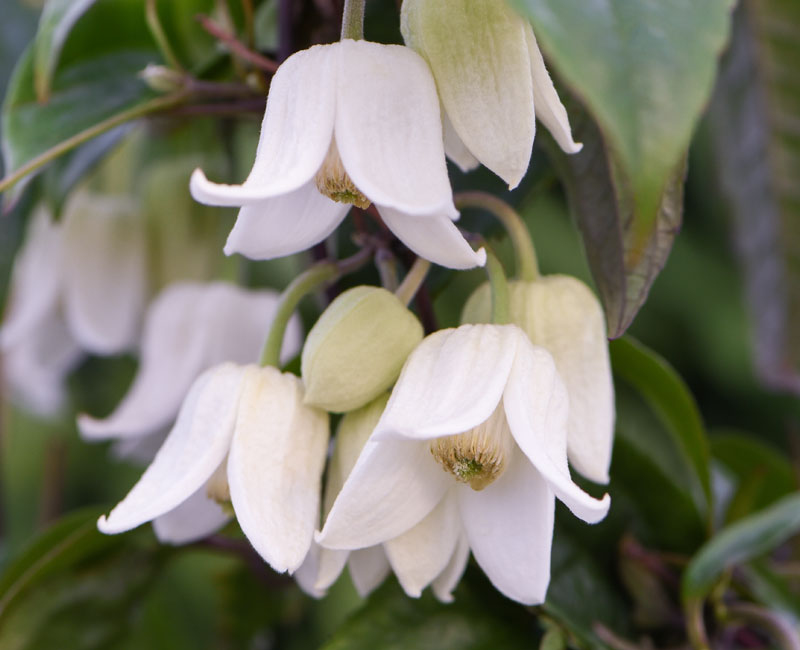 Clematis 'Winter Beauty'