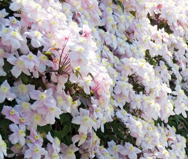 Climbing Plants