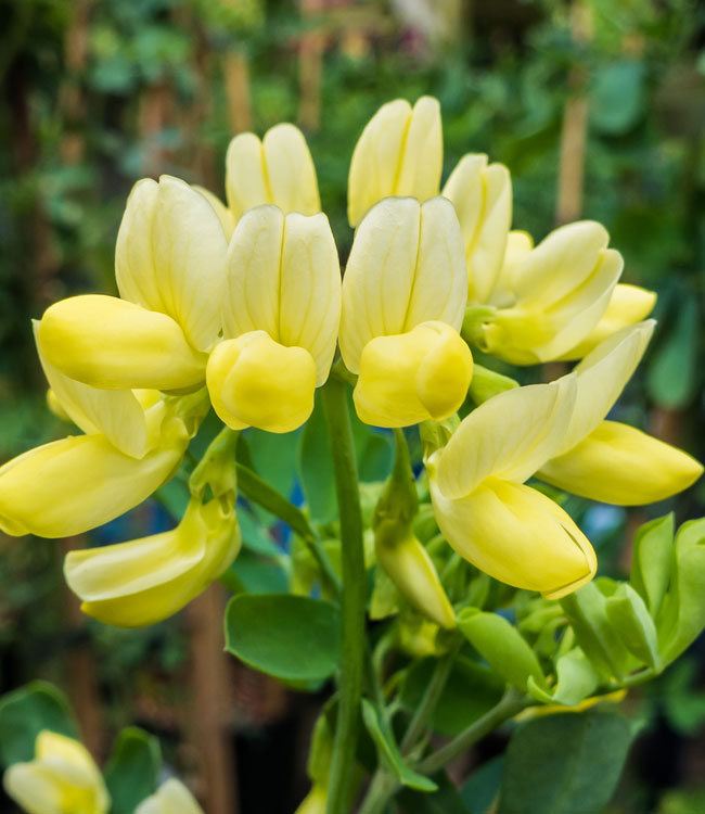 Coronilla 'Citrina'