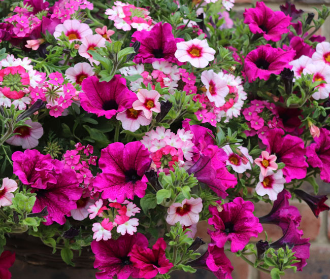 Annual Bedding Plants