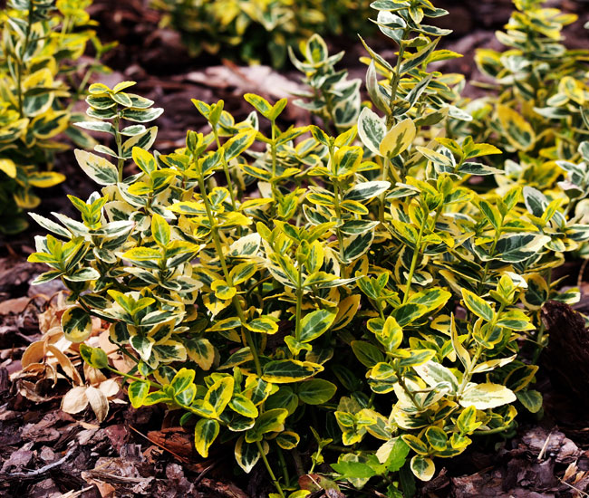 Euonymus 'Emerald 'n' Gold'