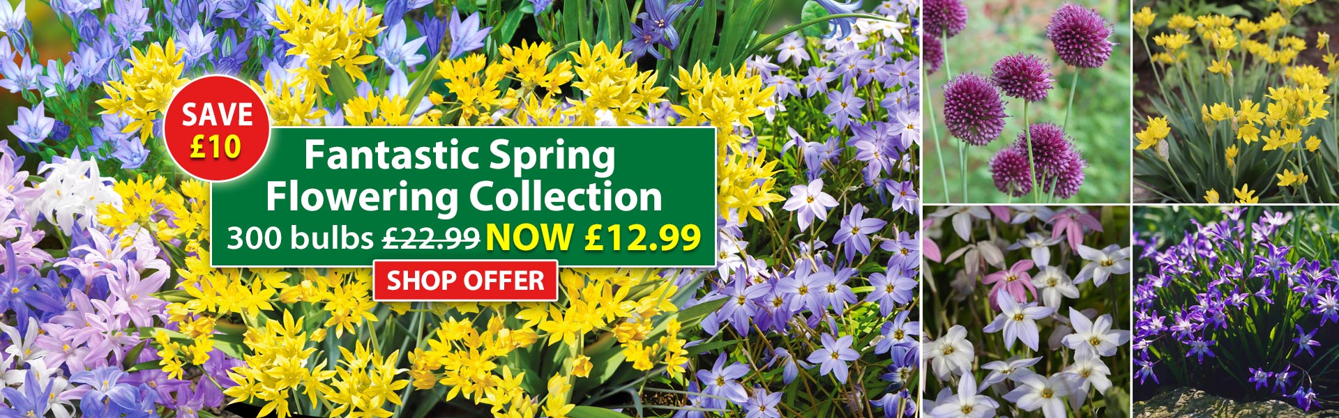 Fantastic Spring Flowering Collection