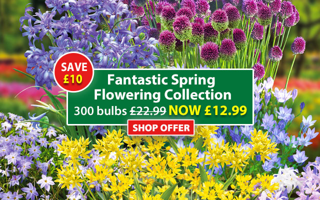 Fantastic Spring Flowering Collection