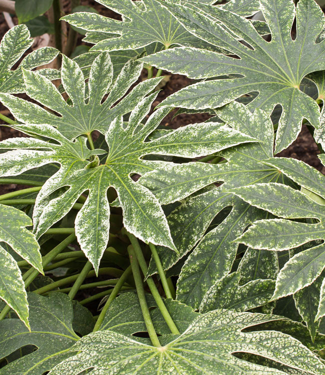 Fatsia 'Spiders Web'