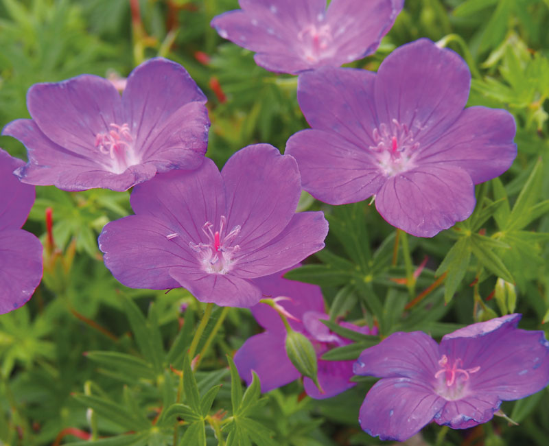 Geranium Hardy Mixed