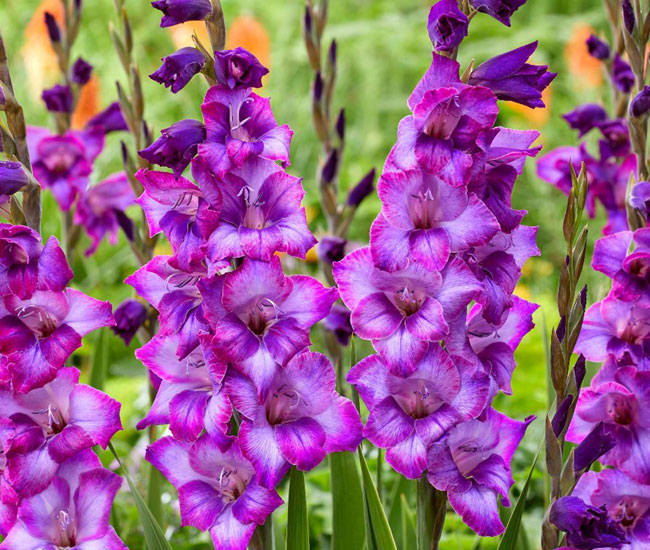 Gladioli 'Gladdies Kim'