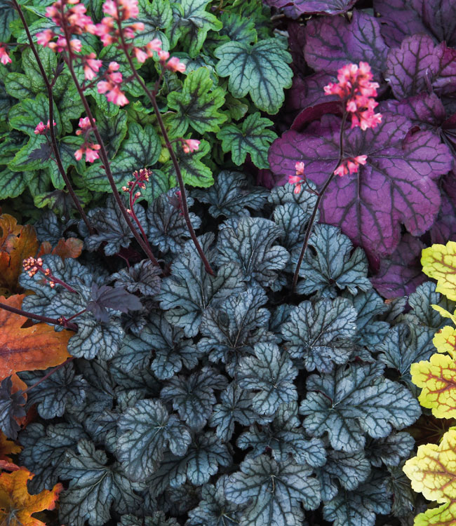 Heuchera 'Mosaic'