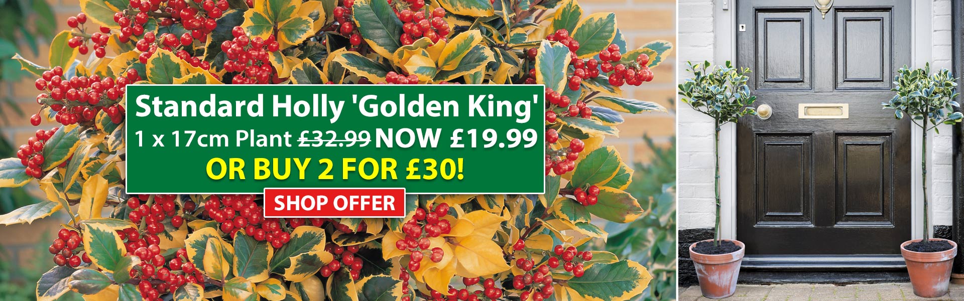 Holly 'Golden King'