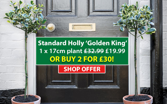 Holly 'Golden King'