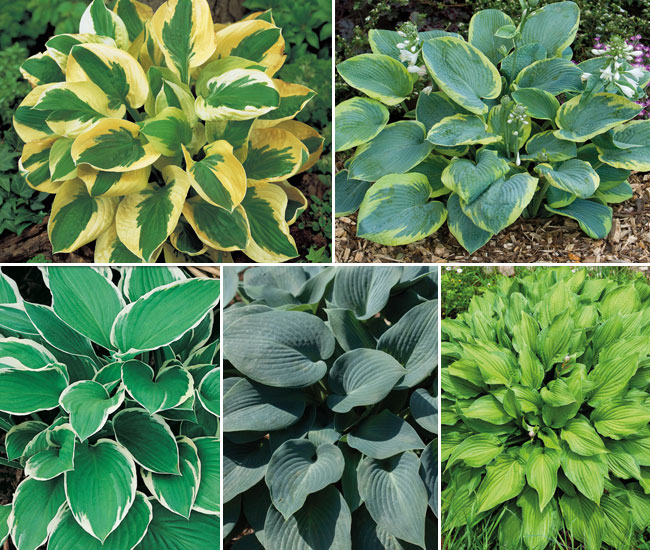 Hosta Collection