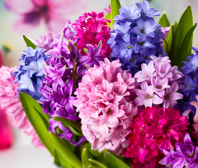 Hyacinth 'Berries and Cream'