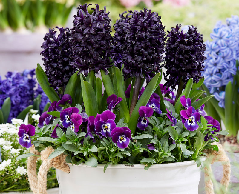 Hyacinth 'Midnight Mystic'®