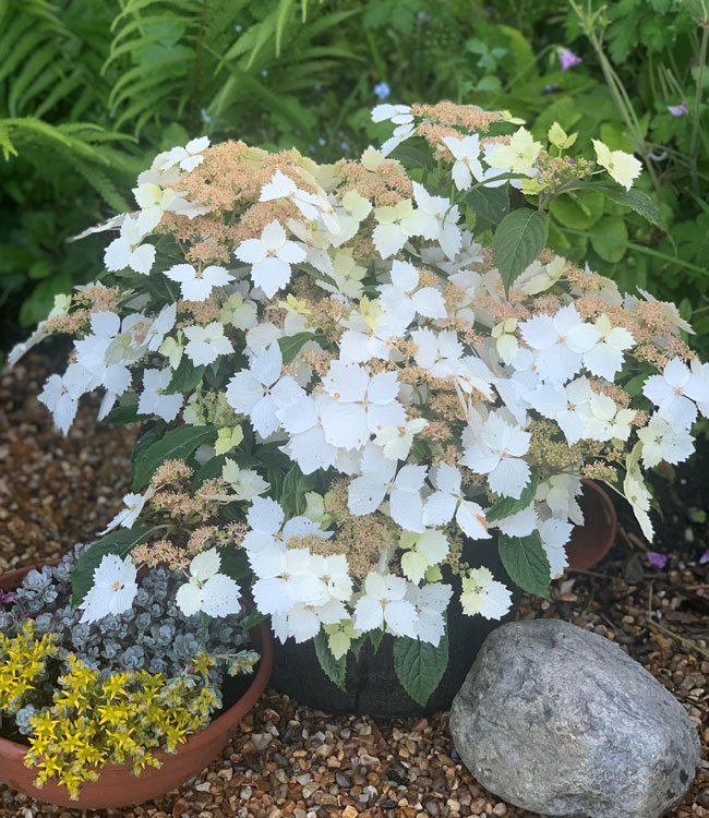 Hydrangea 'Cloud Nine'