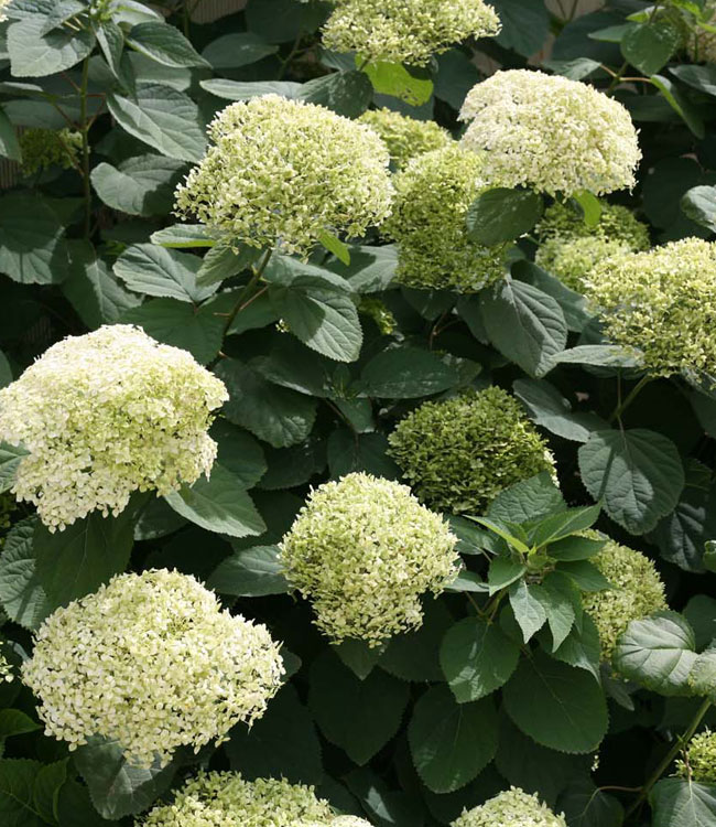 Hydrangea 'Lime Rickey'