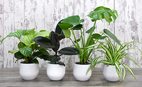 best house plants download free