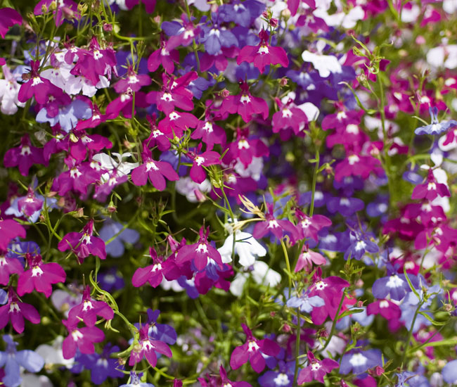 Lobelia 'Cascade'