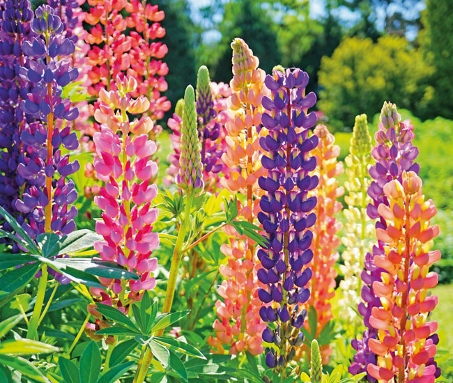 Lupin 'Russell Hybrids'