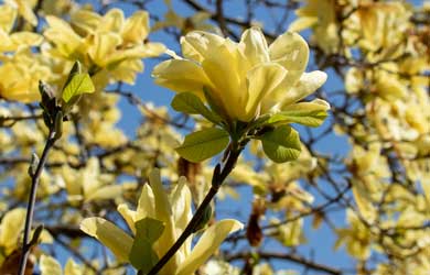 Magnolia 'Yellow Bird'