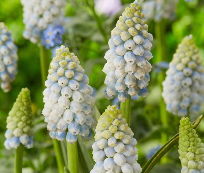 Muscari 'Alaska'