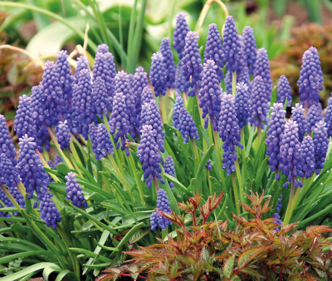 Muscari armeniacum