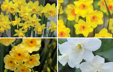 Narcissus Collection