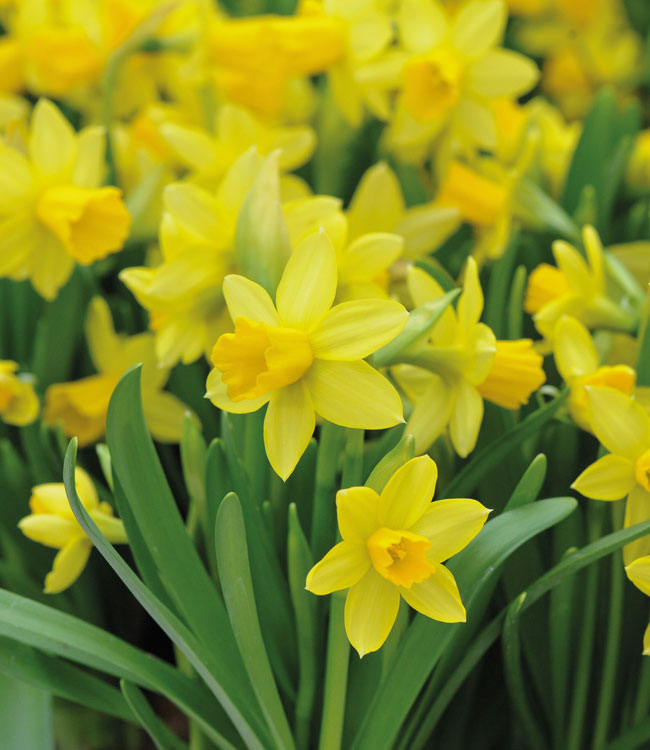 Narcissus 'Tete-a-Tete'