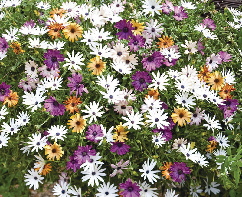 Osteospermum 'Falling Stars™'