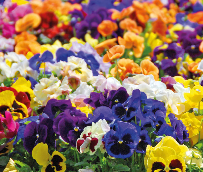 Pansy 'Matrix™ Mixed'