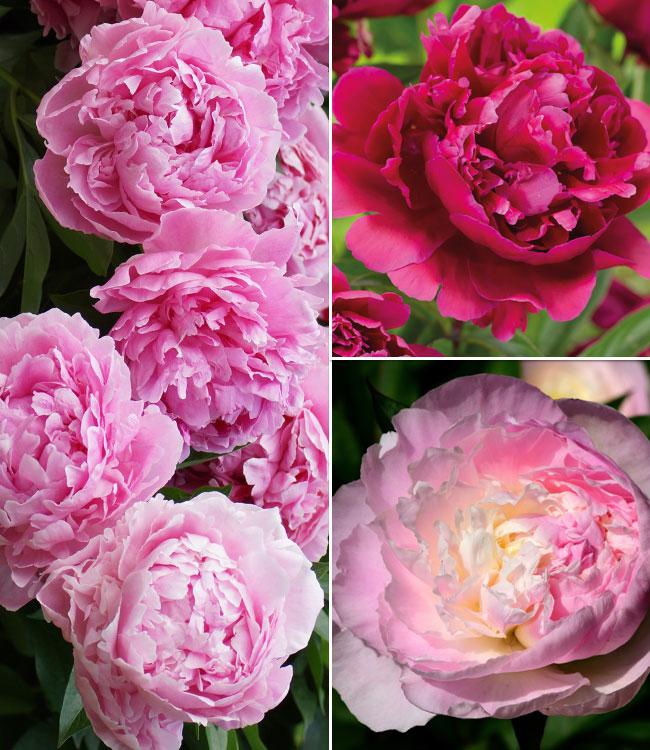 Peony Trio