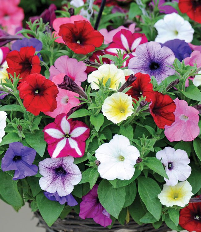 Petunia 'Easy Wave Mixed'