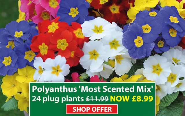 Polyanthus 'Most Scented Mix'