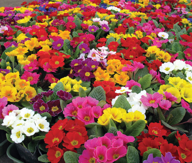 Primrose 'Giant Flowered Mix'