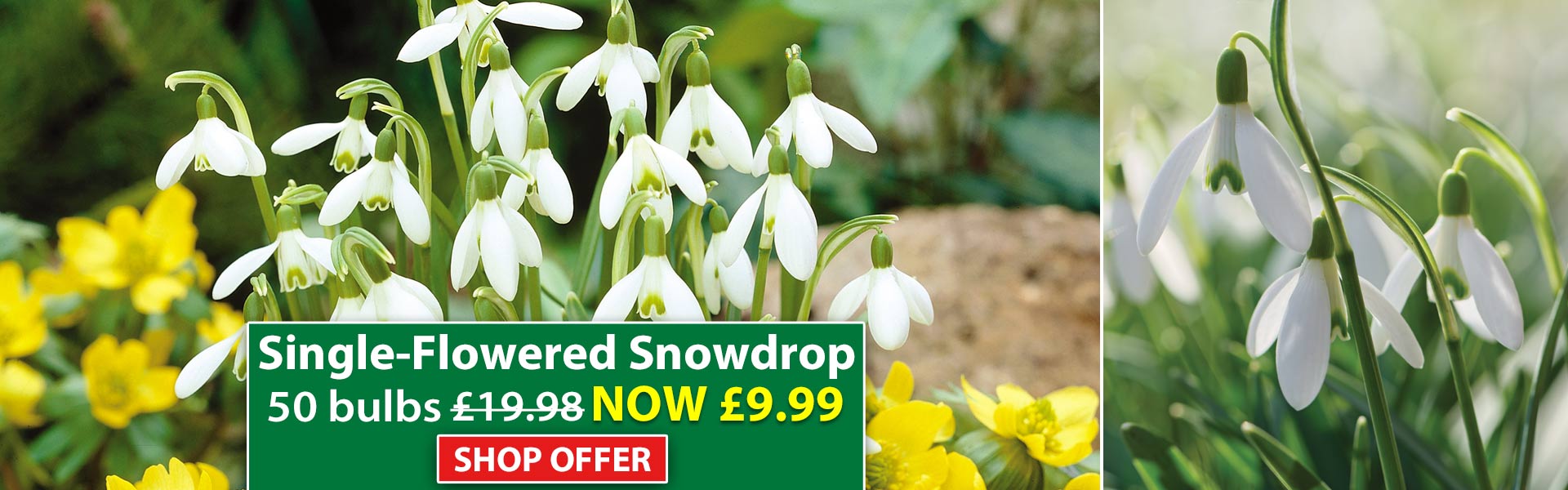 Single-Flowered Snowdrop