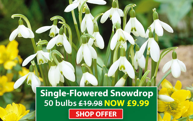 Single-Flowered Snowdrop