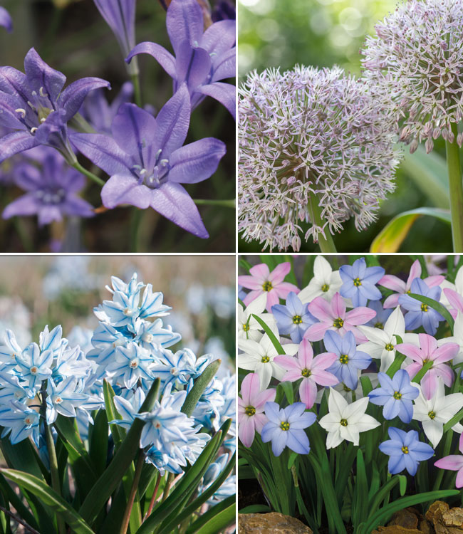 Spring Flowering Bulb Mix