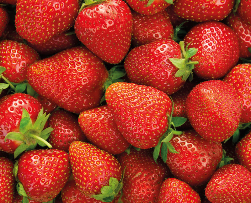 Strawberry 'Elsanta'