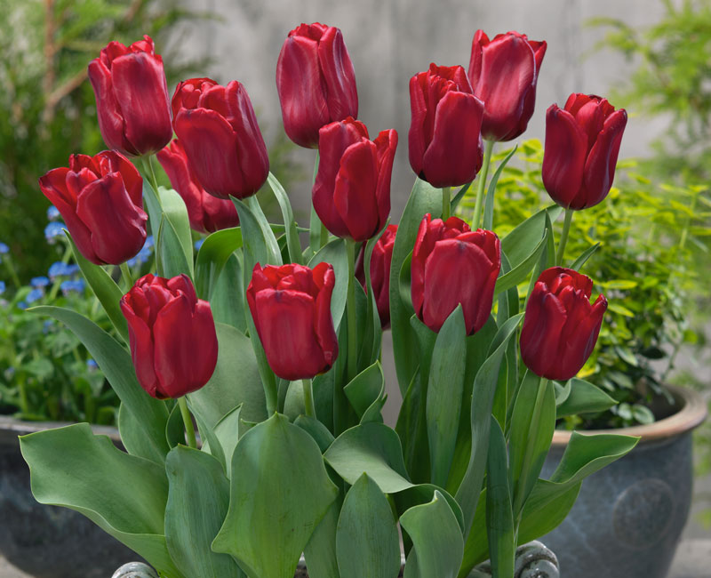 Tulip Patio Mix