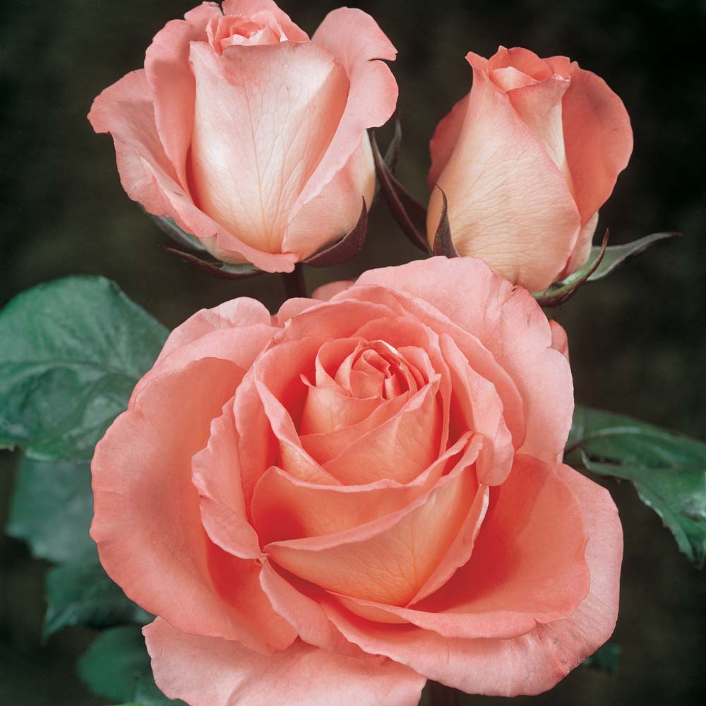 Rose 'Silver Jubilee'