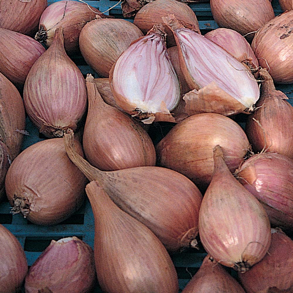 Shallot 'Longor'