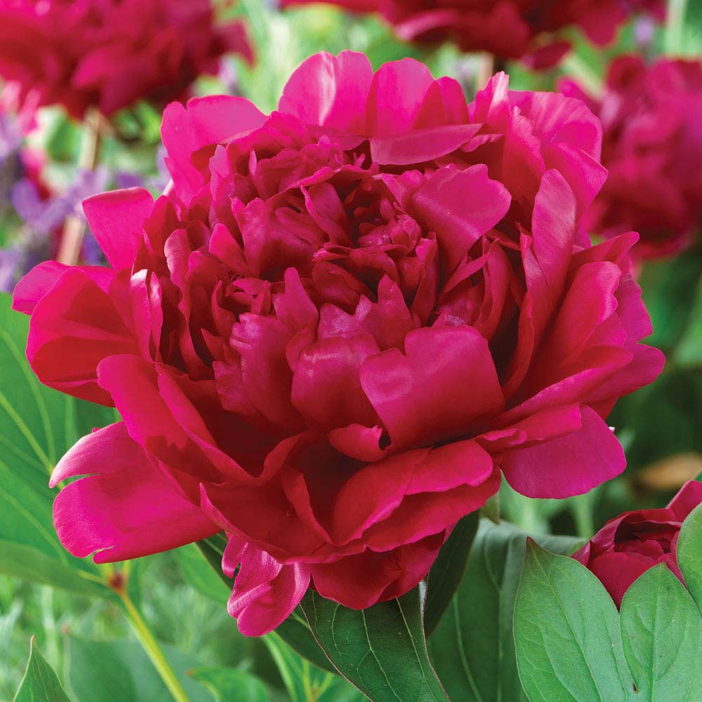 Peony 'Felix Crousse'